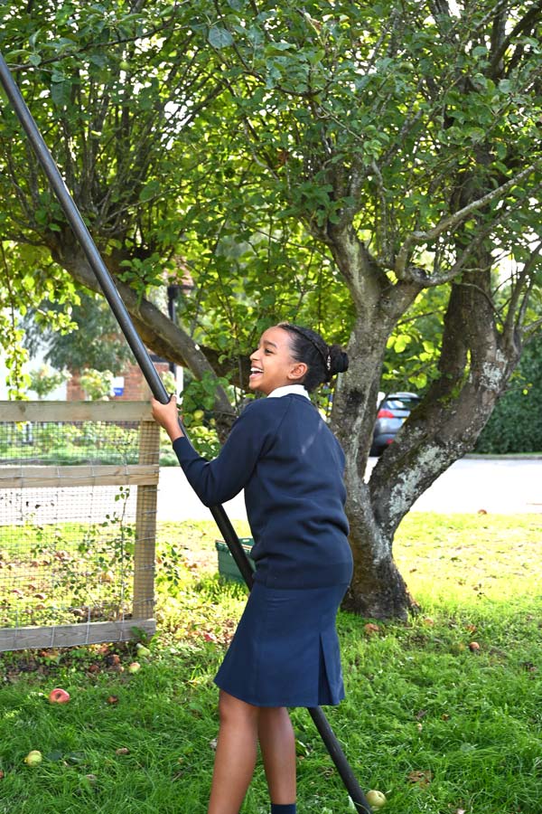 Harvesting Apples for Juice