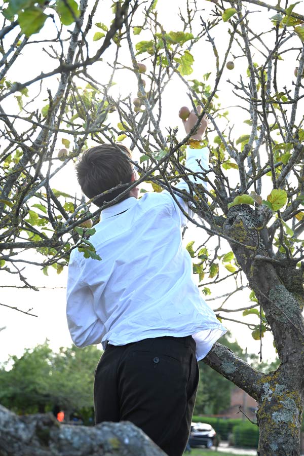 Harvesting Apples
